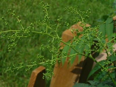 珍珠梅